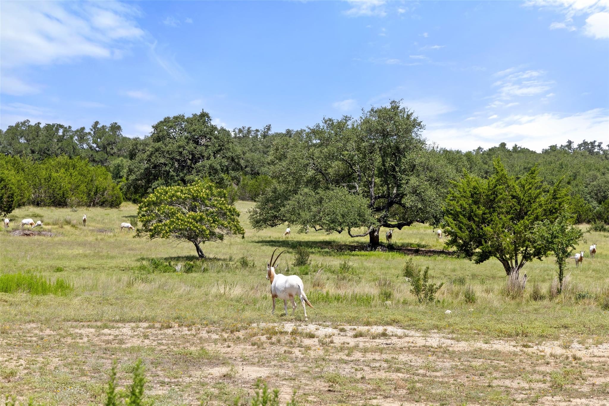 Lot 162 Legacy Hills Johnson City, TX 78636