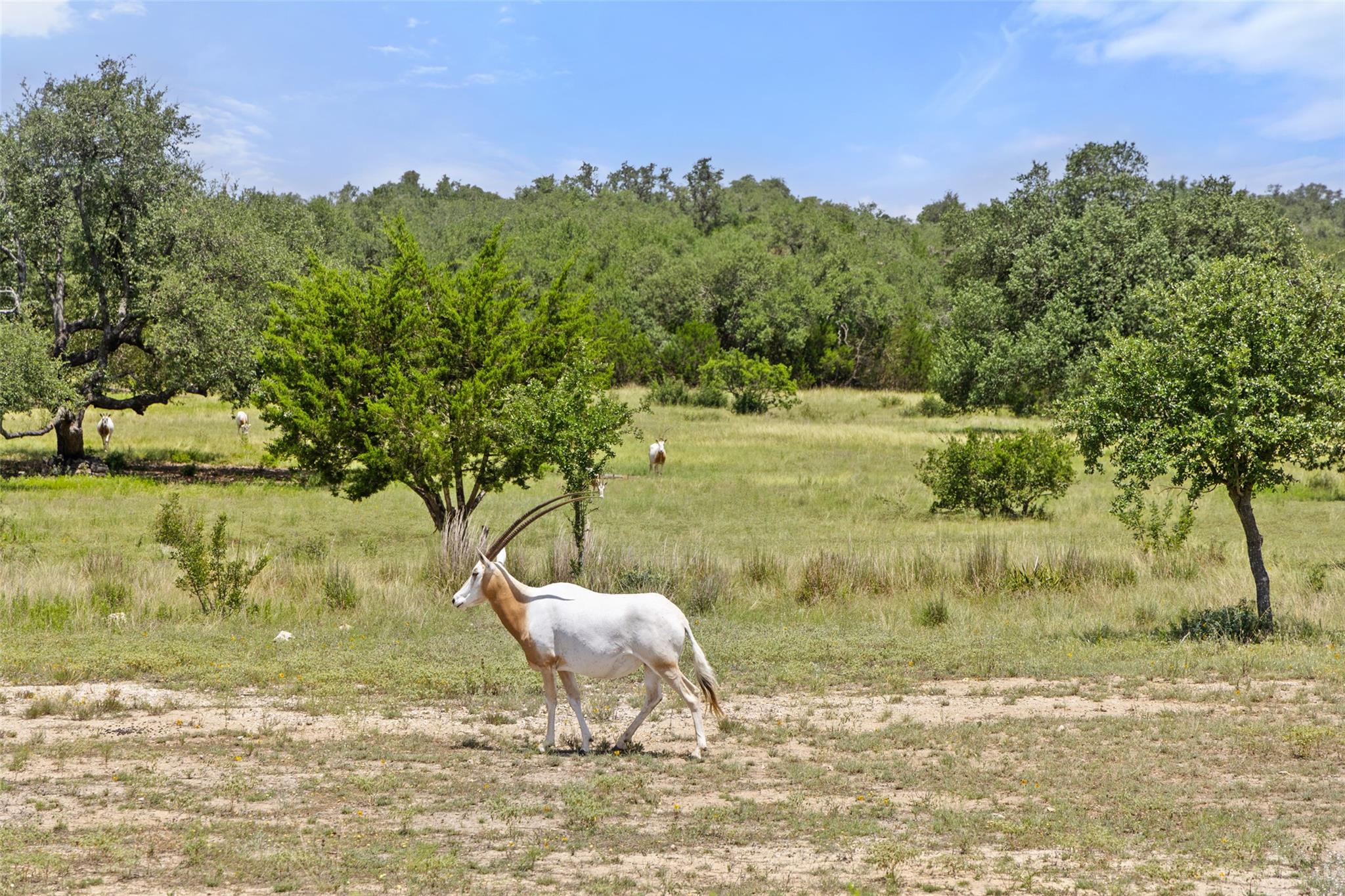 Lot 162 Legacy Hills Johnson City, TX 78636